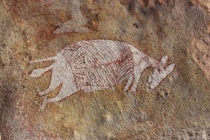 Wallaby rojo y blanco de Unbekannt Unbekannt